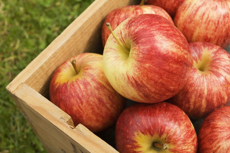 как хранить яблоки